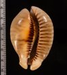 トリステンニセネズミダカラ (仮称) Muracypraea mus tristensisfig.2