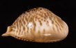 トリステンニセネズミダカラ (仮称) Muracypraea mus tristensisfig.4