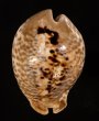 トリステンニセネズミダカラ (仮称) Muracypraea mus tristensisfig.1