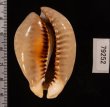 トリステンニセネズミダカラ (仮称) Muracypraea mus tristensisfig.2