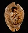 トリステンニセネズミダカラ (仮称) Muracypraea mus tristensisfig.1