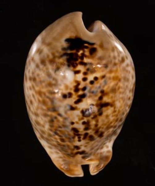 トリステンニセネズミダカラ (仮称) Muracypraea mus tristensisfig.1