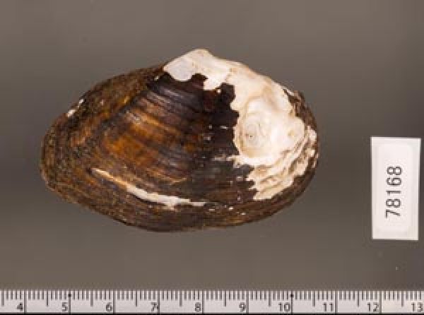 画像2: フクレシナイシガイ (仮称) (2)