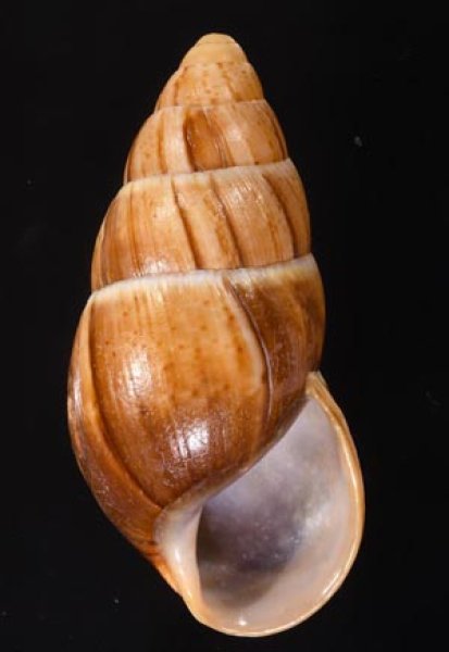 オルケシナガマイマイ (仮称) Thaumastus orcesifig.1