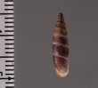 ラテンスロマーニャギセル (仮称) Alopia glauca latensfig.2