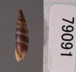 ラテンスロマーニャギセル (仮称) Alopia glauca latensfig.3