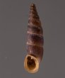 ラテンスロマーニャギセル (仮称) Alopia glauca latensfig.1