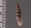 ラテンスロマーニャギセル (仮称) Alopia glauca latensfig.2