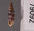 ラテンスロマーニャギセル (仮称) Alopia glauca latensfig.3