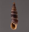 ラテンスロマーニャギセル (仮称) Alopia glauca latensfig.1