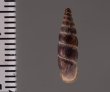 ラテンスロマーニャギセル (仮称) Alopia glauca latensfig.2