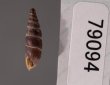 ラテンスロマーニャギセル (仮称) Alopia glauca latensfig.3