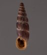 ラテンスロマーニャギセル (仮称) Alopia glauca latensfig.1