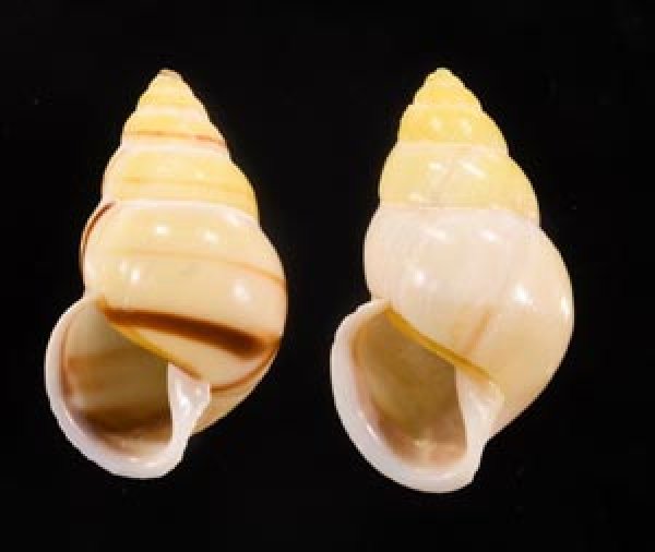 エンガノマレイマイマイ Amphidromus enganoensisfig.1