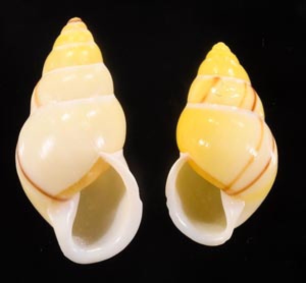 エンガノマレイマイマイ Amphidromus enganoensisfig.1