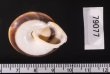 ミナジャノメココアマイマイ (仮称) Caracolus marginella minafig.2