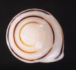 ミナジャノメココアマイマイ (仮称) Caracolus marginella minafig.1