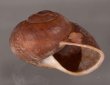 ボホールオオチャスジタニシマイマイ (仮称) Calocochlia cryptica latitansfig.2