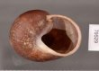 ボホールオオチャスジタニシマイマイ (仮称) Calocochlia cryptica latitansfig.3
