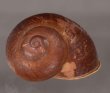 ボホールオオチャスジタニシマイマイ (仮称) Calocochlia cryptica latitansfig.1