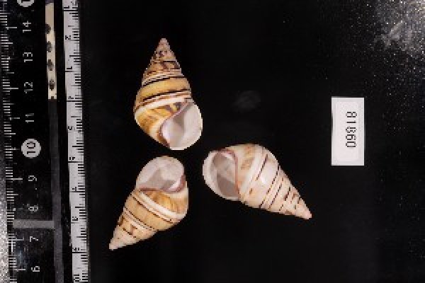 画像1: イグチイトヒキマイマイ (1)