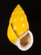 ソコミドリマレーマイマイ Amphidromus perversus butoti infraviridisfig.1