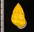 ソコミドリマレーマイマイ Amphidromus perversus butoti infraviridisfig.2