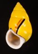 ソコミドリマレーマイマイ Amphidromus perversus butoti infraviridisfig.1