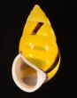 ソコミドリマレーマイマイ Amphidromus perversus butoti infraviridisfig.1