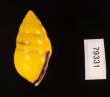 ソコミドリマレーマイマイ Amphidromus perversus butoti infraviridisfig.3