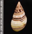 コシオビイトヒキマイマイ Liguus fasciatus achatinusfig.2