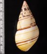 コシオビイトヒキマイマイ Liguus fasciatus achatinusfig.2