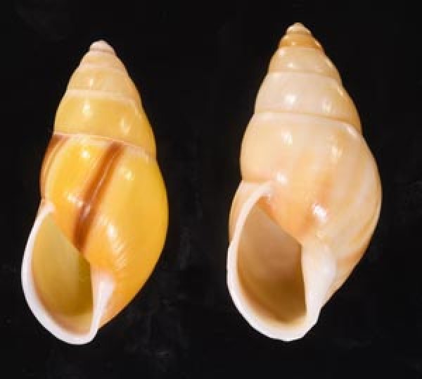 バシランフィリピンマイマイ (仮称) Amphidromus basilanensisfig.1