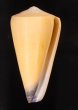 オトメイモ Conus virgofig.1