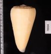 オトメイモ Conus virgofig.2