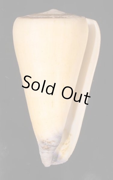 オトメイモ Conus virgofig.1