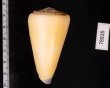 オトメイモ Conus virgofig.2