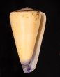 オトメイモ Conus virgofig.1