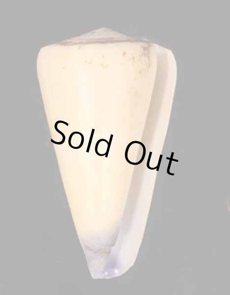 オトメイモ Conus virgofig.1