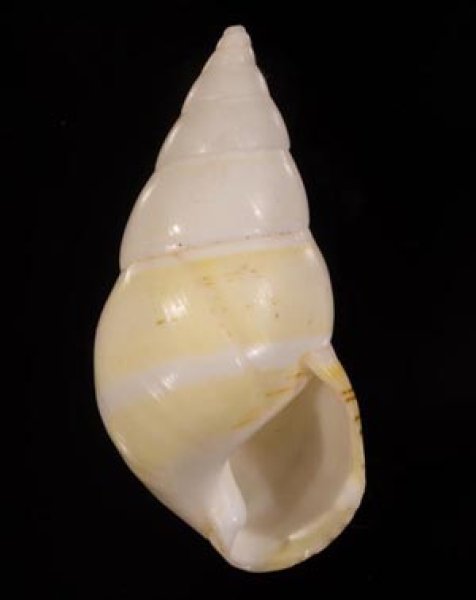 ツヅレイトヒキマイマイ Liguus crenatusfig.1