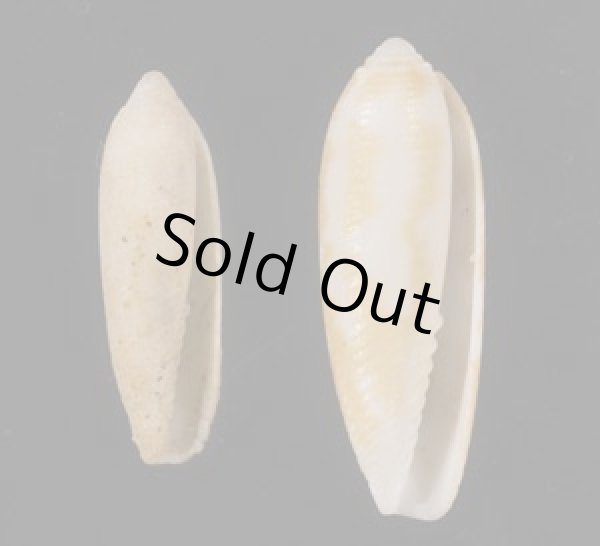 画像1: ナガイモフデ (1)