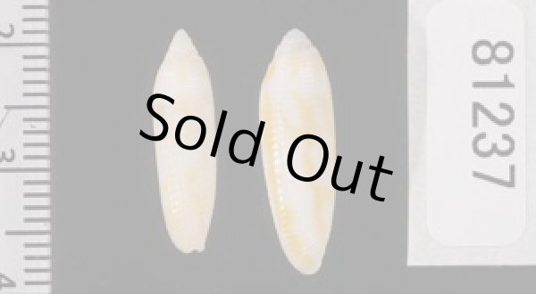 画像2: ナガイモフデ (2)