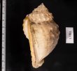 ニクイロカブトウラシマ Echinophoria carnosafig.2