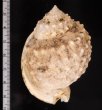 ニクイロカブトウラシマ Echinophoria carnosafig.2