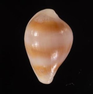 ウミウサギ科 OVULIDAE - 美貝 BIGAI