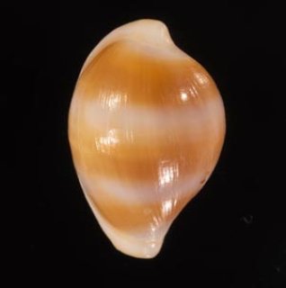 海辺の生き物【ウサギとカイ】 - アース・ミュージアム元宇品