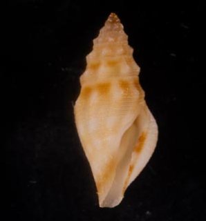 Japanese Seashells - 美貝 BIGAI (Page 3)