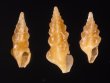 ホシクズヒロイ Plagiostropha quintuplexfig.1
