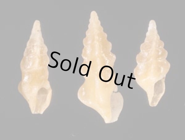 ホシクズヒロイ Plagiostropha quintuplexfig.1