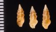 ホシクズヒロイ Plagiostropha quintuplexfig.2